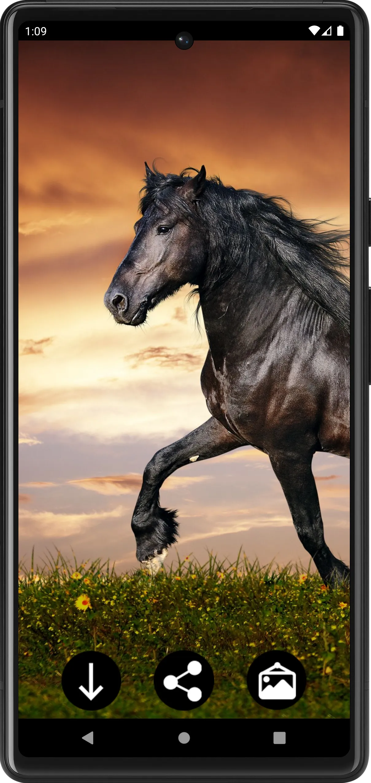 Horse Wallpapers | Indus Appstore | Screenshot