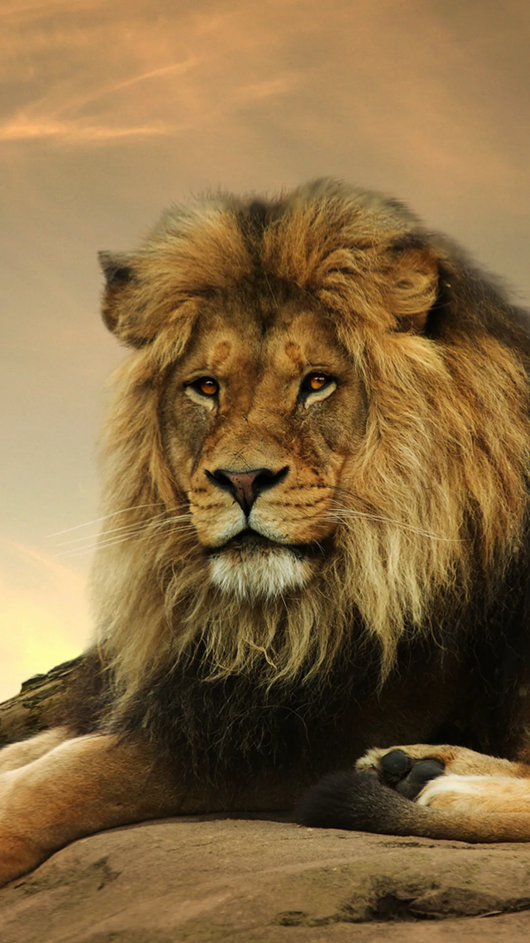 Lion Wallpapers HD | Indus Appstore | Screenshot