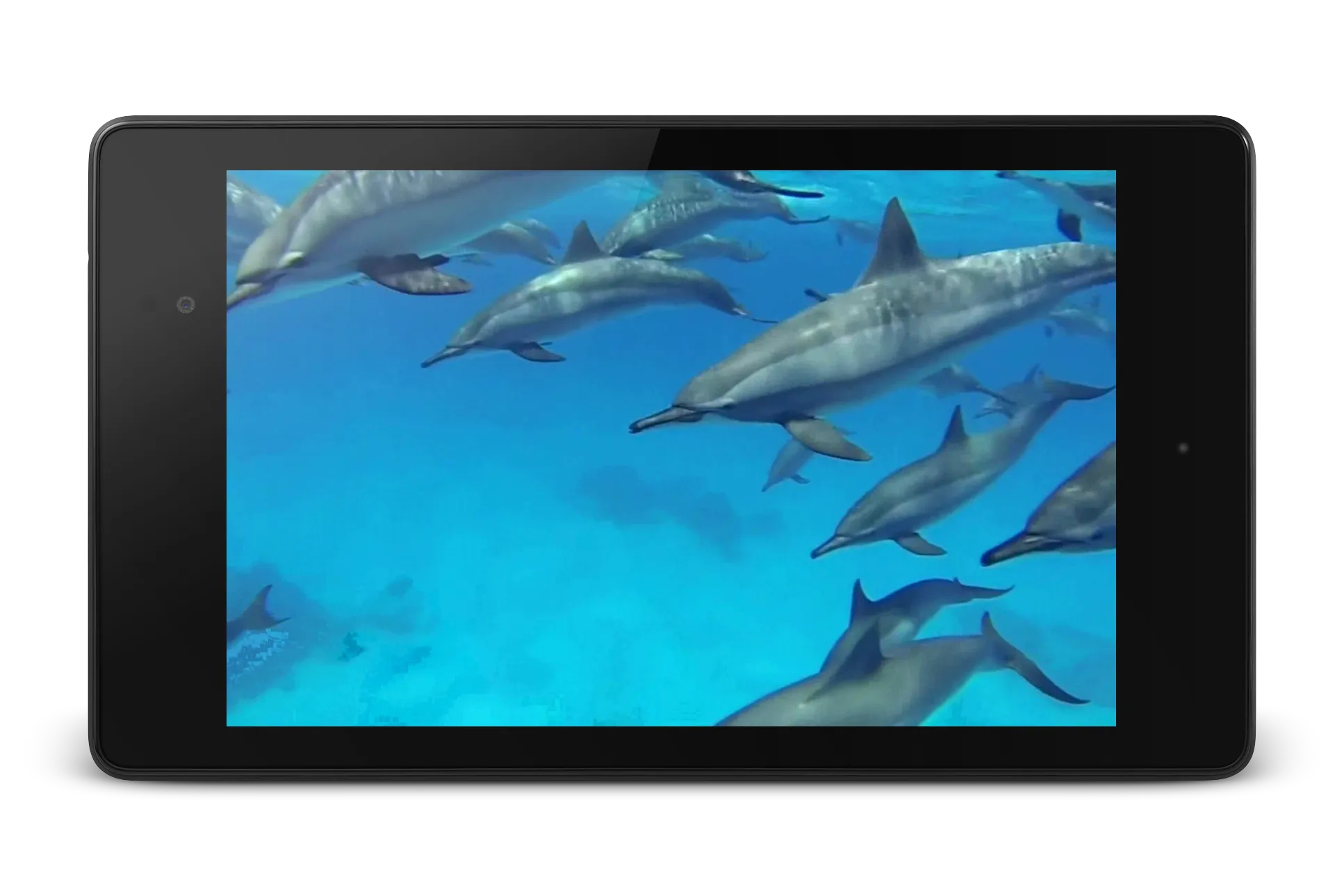 Dolphins +Sound Live Wallpaper | Indus Appstore | Screenshot