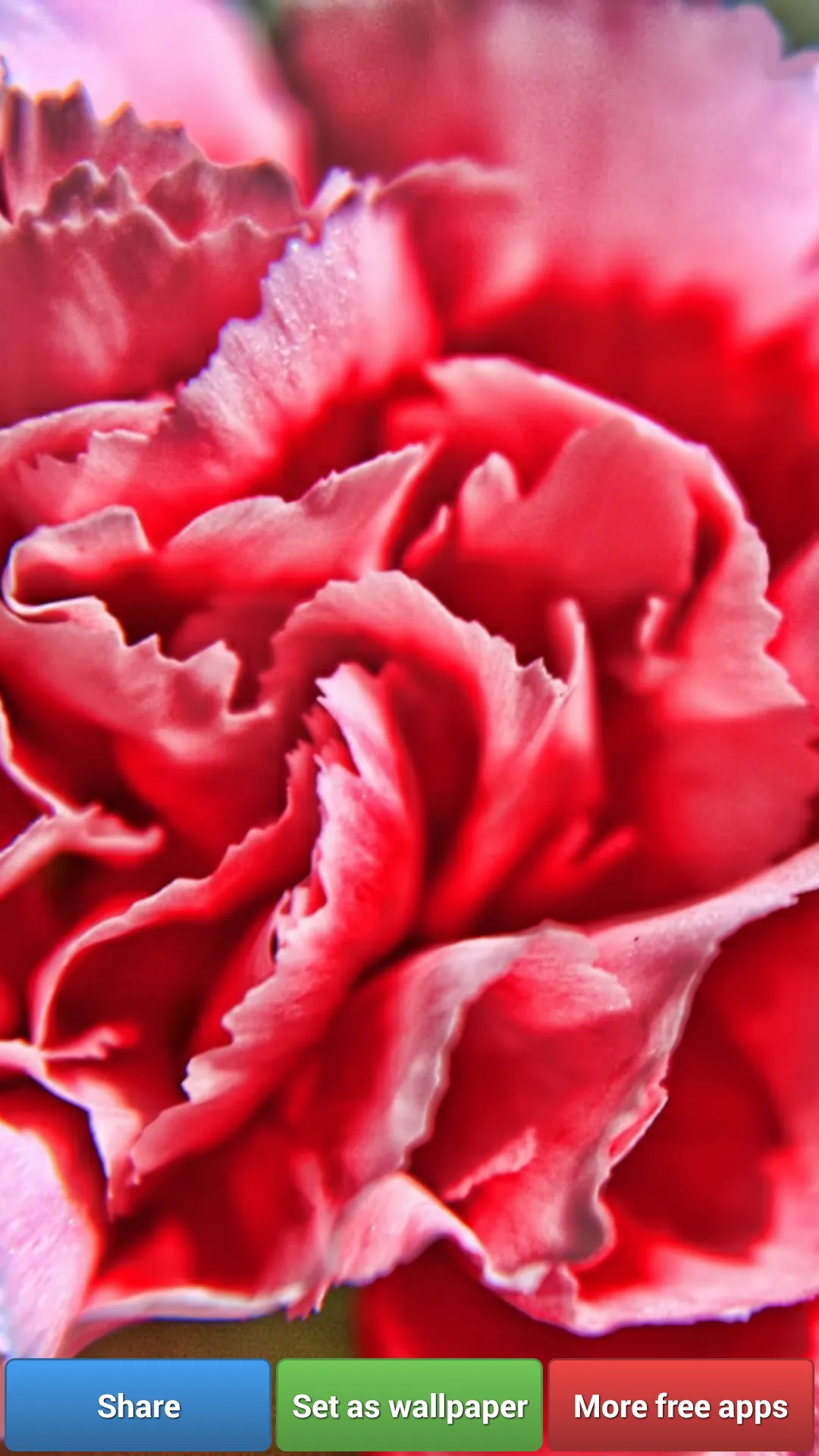 Carnation for Mum - Wallpapers | Indus Appstore | Screenshot