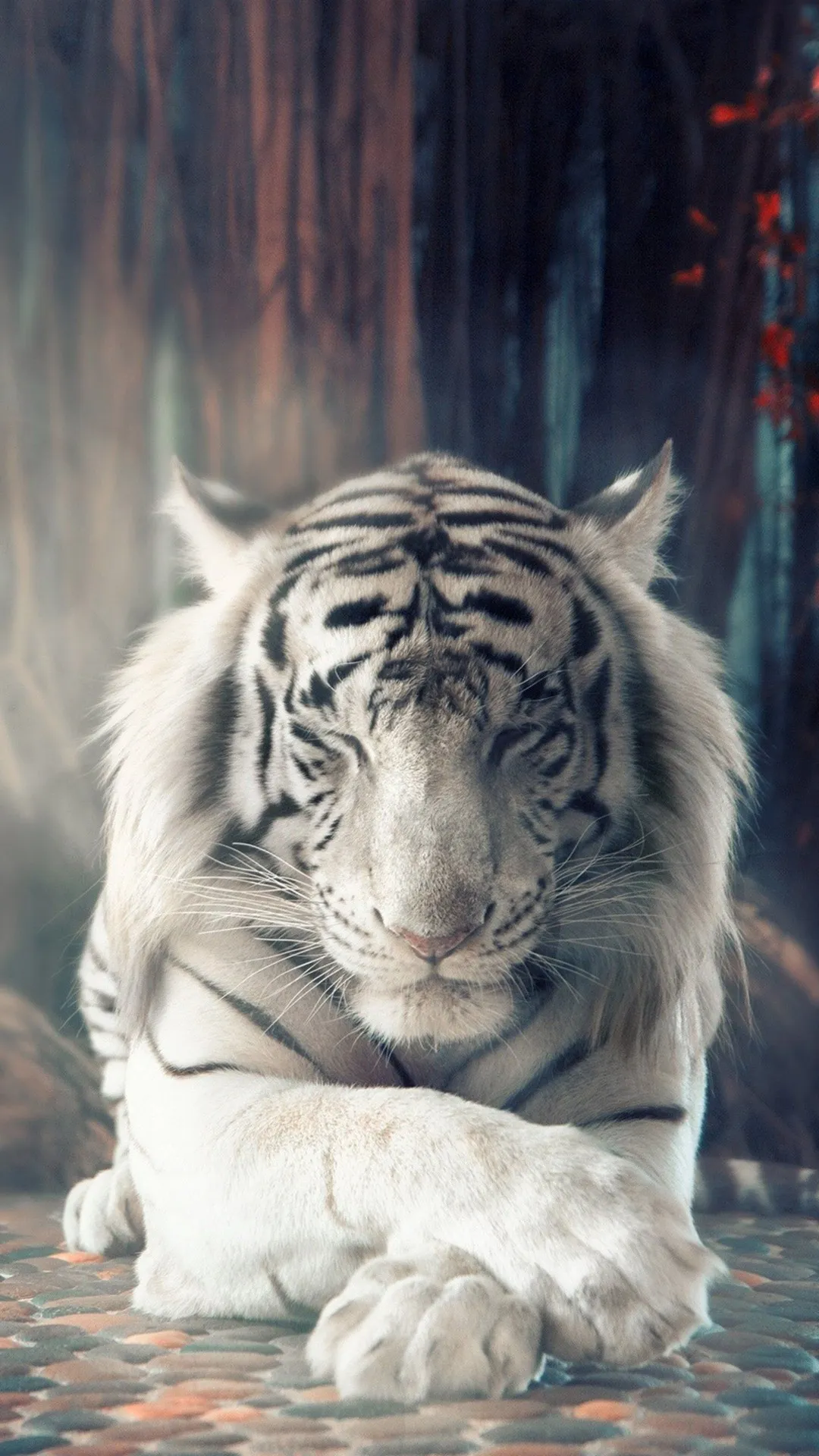 Tiger Wallpaper | Indus Appstore | Screenshot