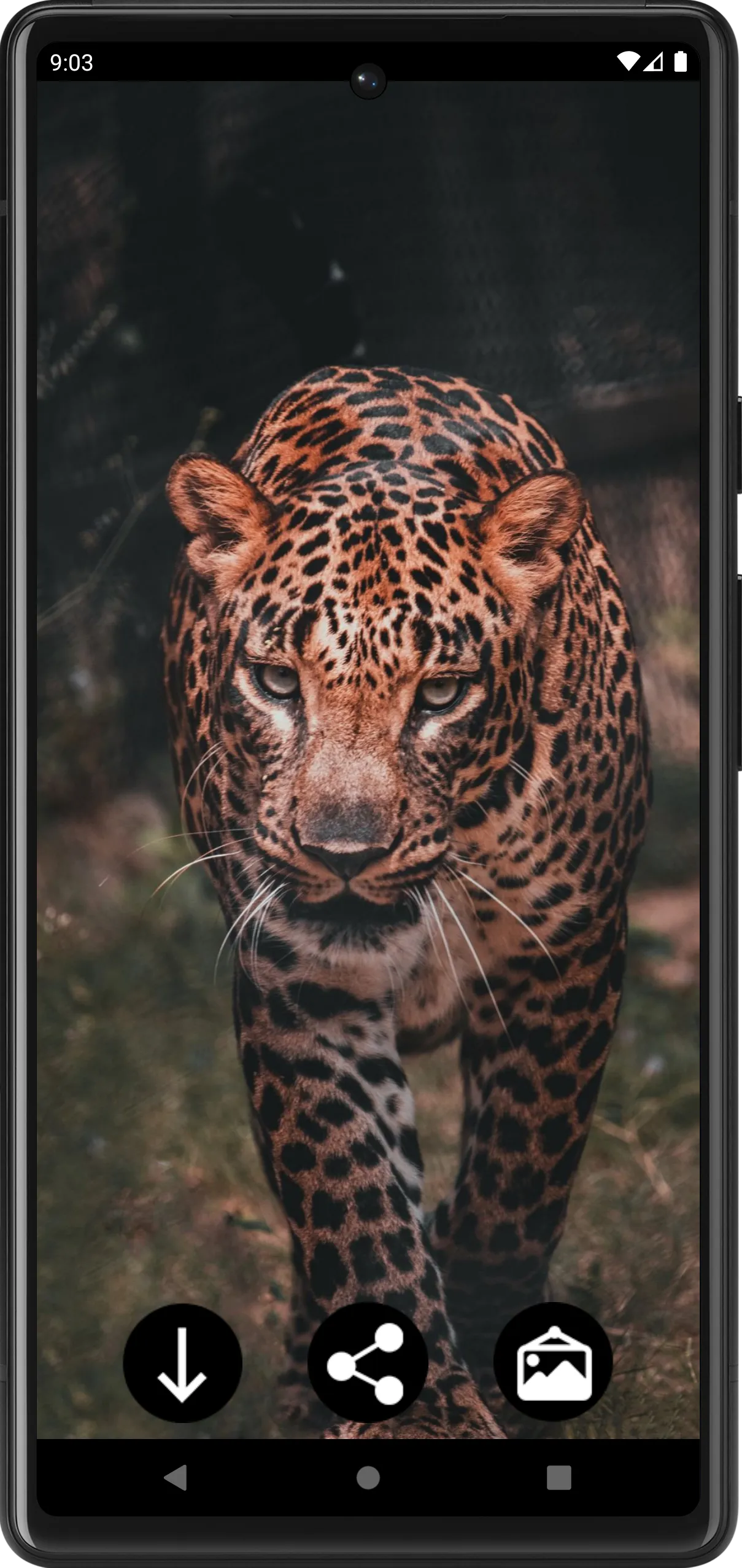 Leopard Wallpapers | Indus Appstore | Screenshot