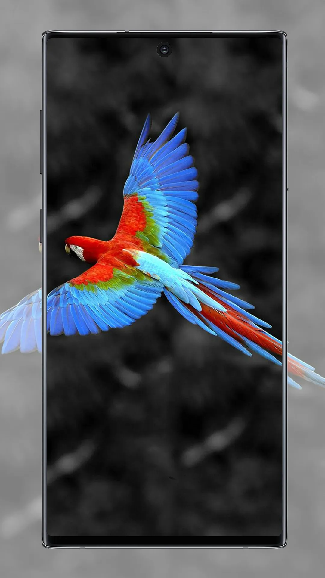 Cute Parrot Wallpaper | Indus Appstore | Screenshot