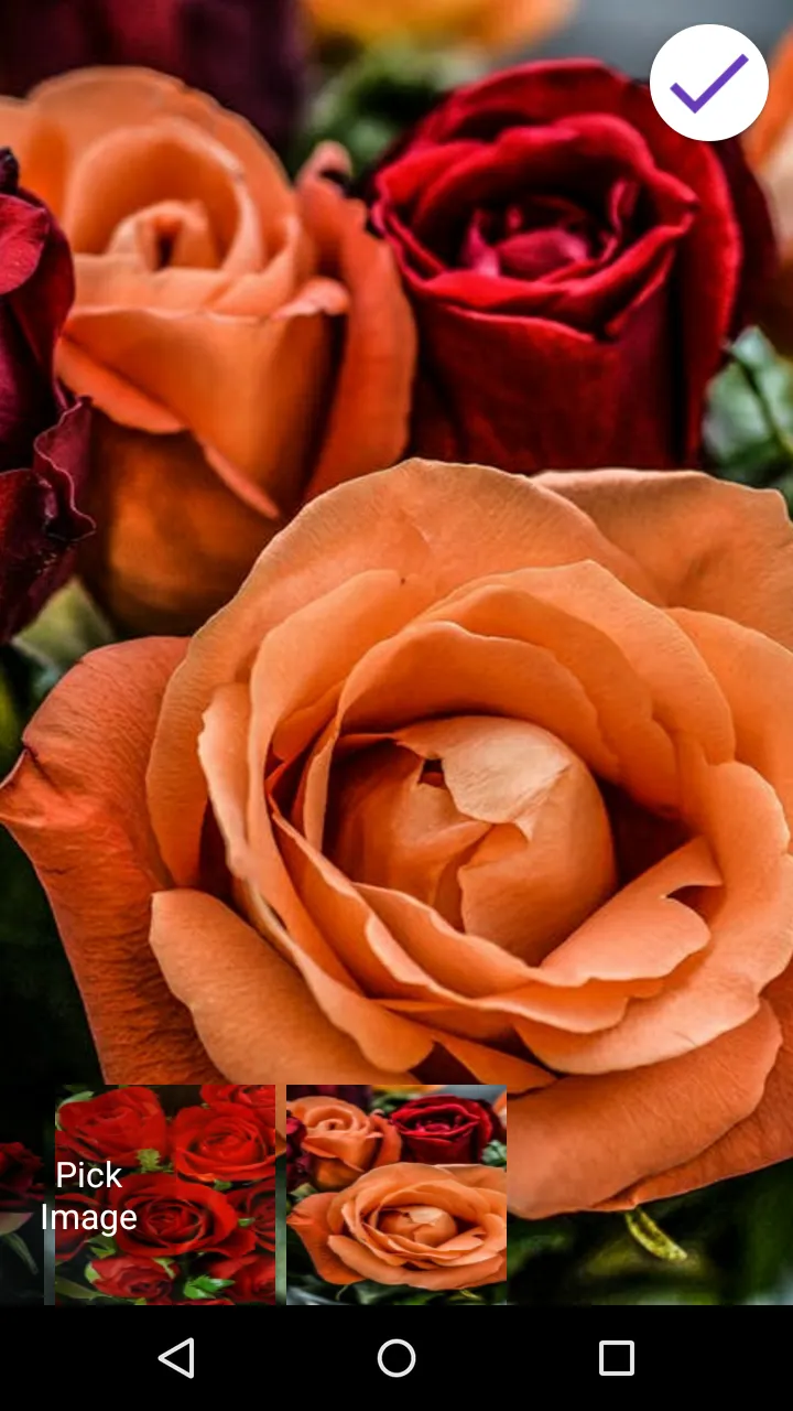 Roses Live Wallpapers | Indus Appstore | Screenshot