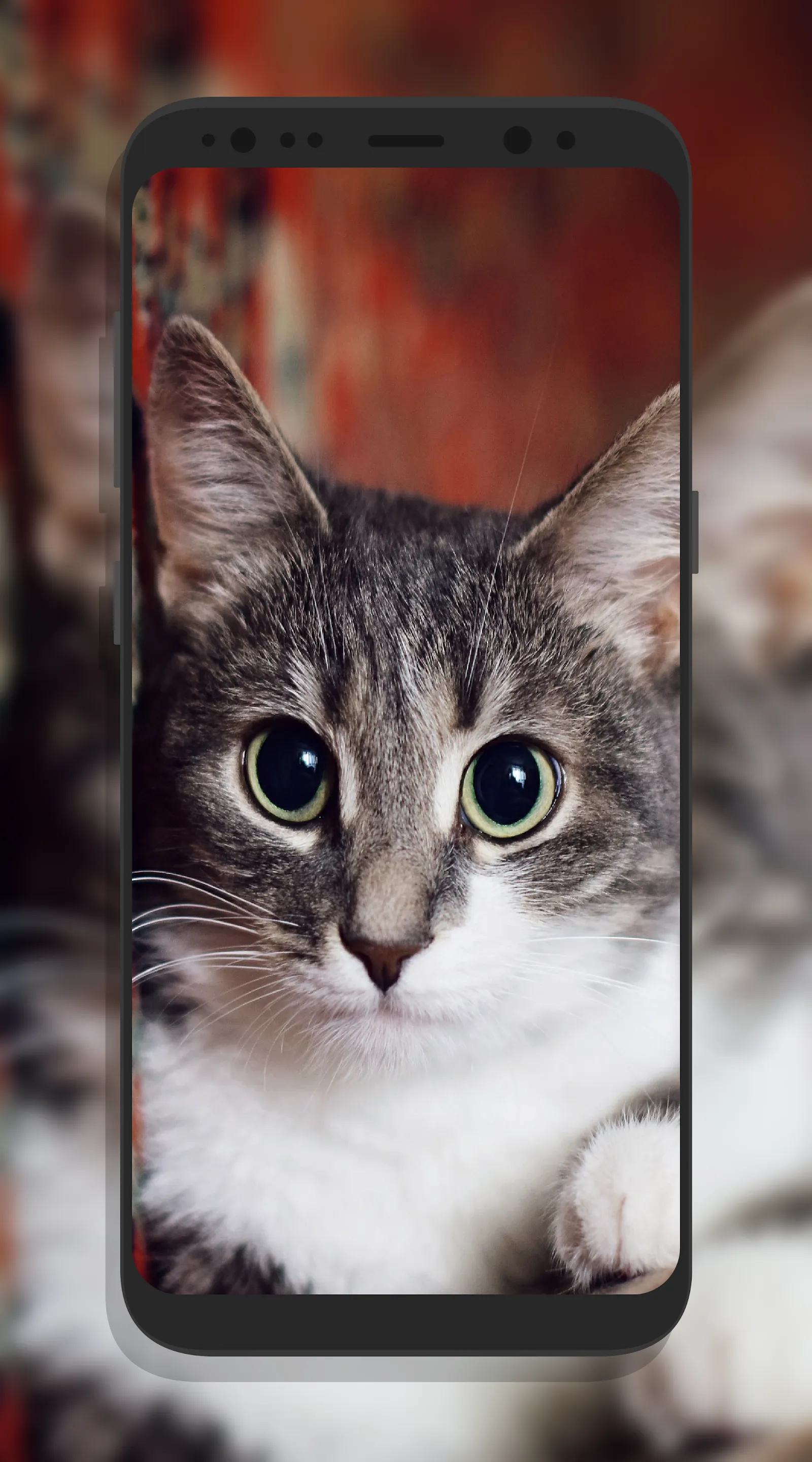 Cute Cat Wallpapers | Indus Appstore | Screenshot