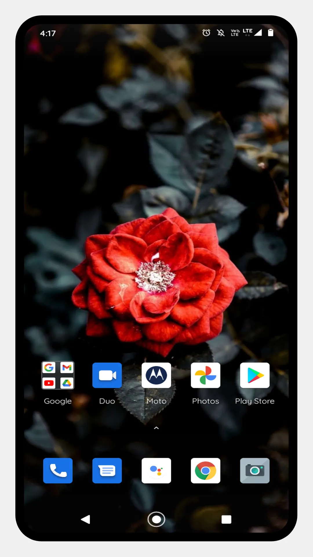 Red Rose HD Wallpapers | Indus Appstore | Screenshot