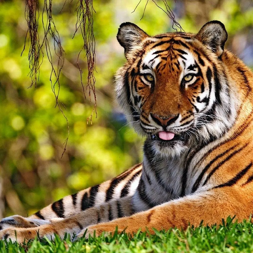 Tiger Jigsaw Puzzles  Games | Indus Appstore | Screenshot