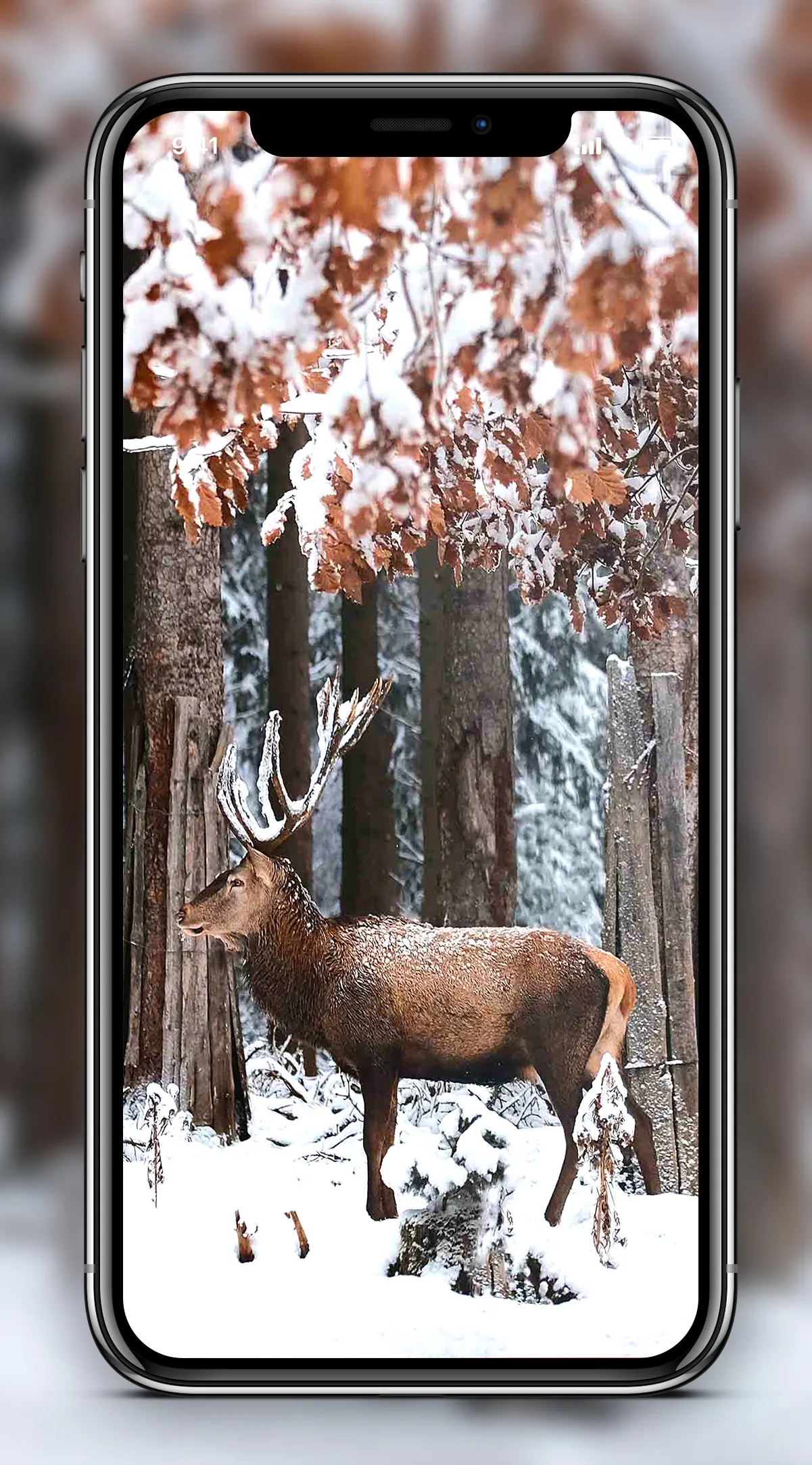 Deer Wallpapers | Indus Appstore | Screenshot