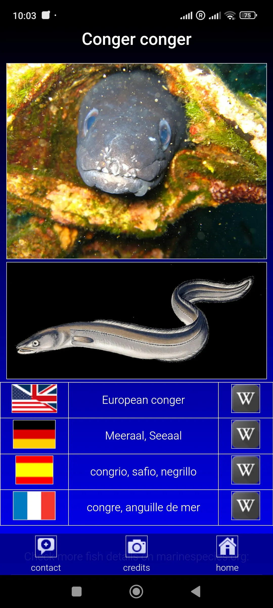 Sea fish of the North Atlantic | Indus Appstore | Screenshot