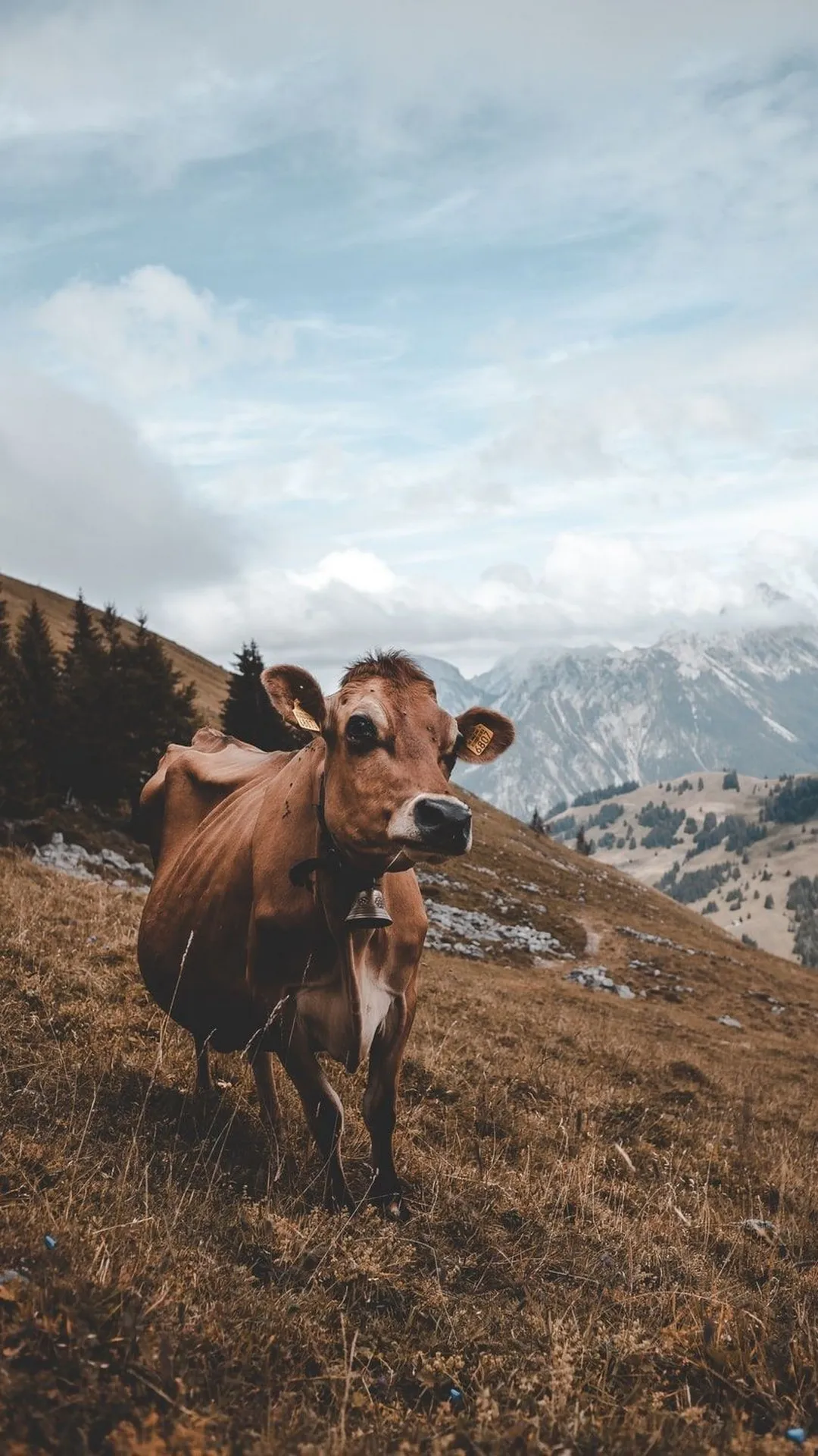 Cow Wallpapers | Indus Appstore | Screenshot