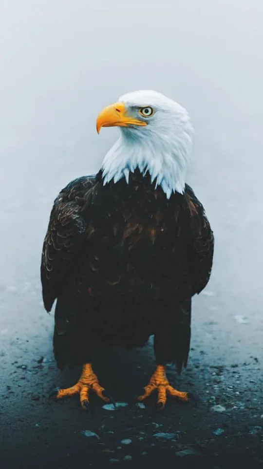 Eagle Wallpapers,Puzzle | Indus Appstore | Screenshot