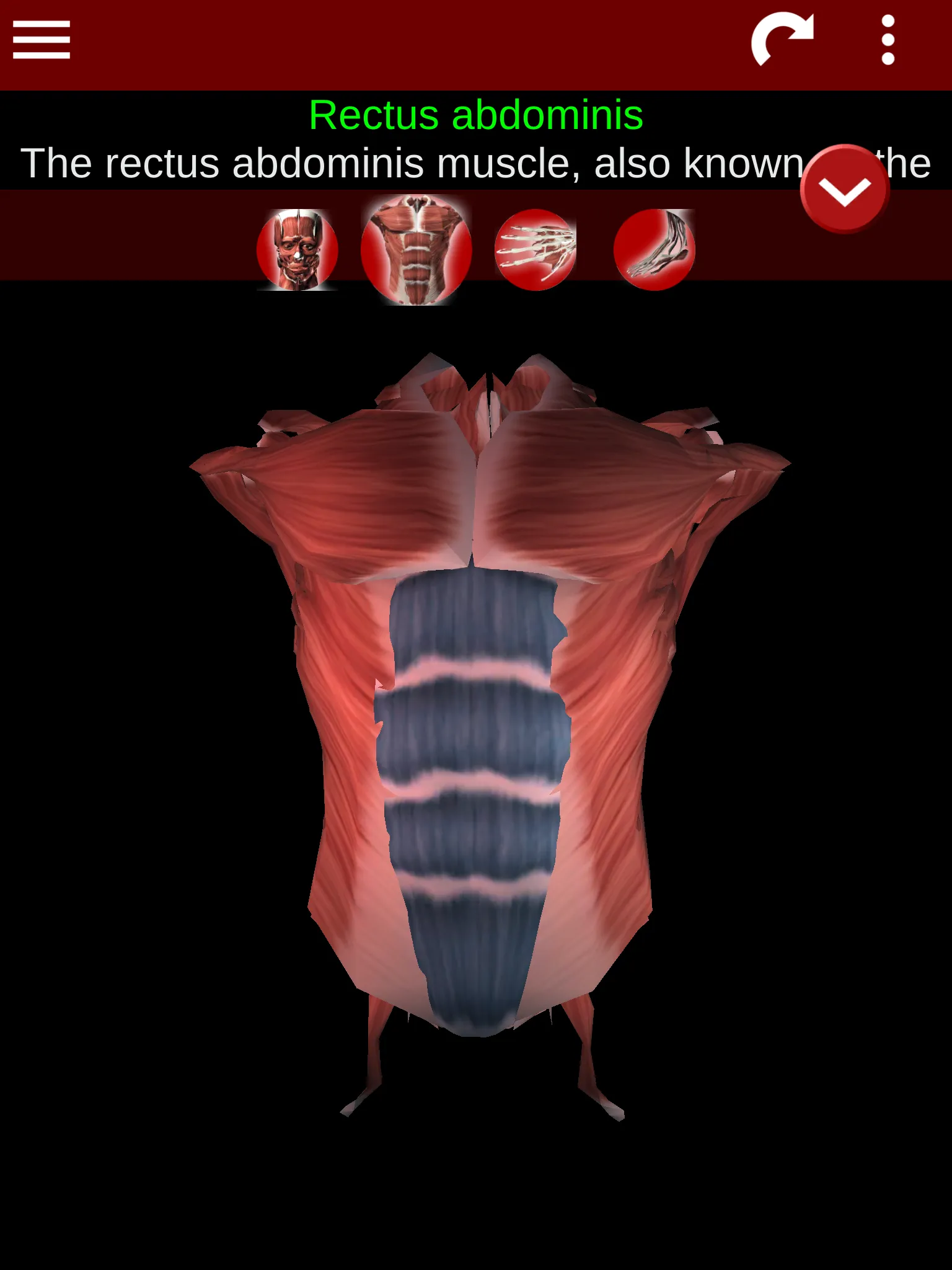 Muscular System 3D (anatomy) | Indus Appstore | Screenshot