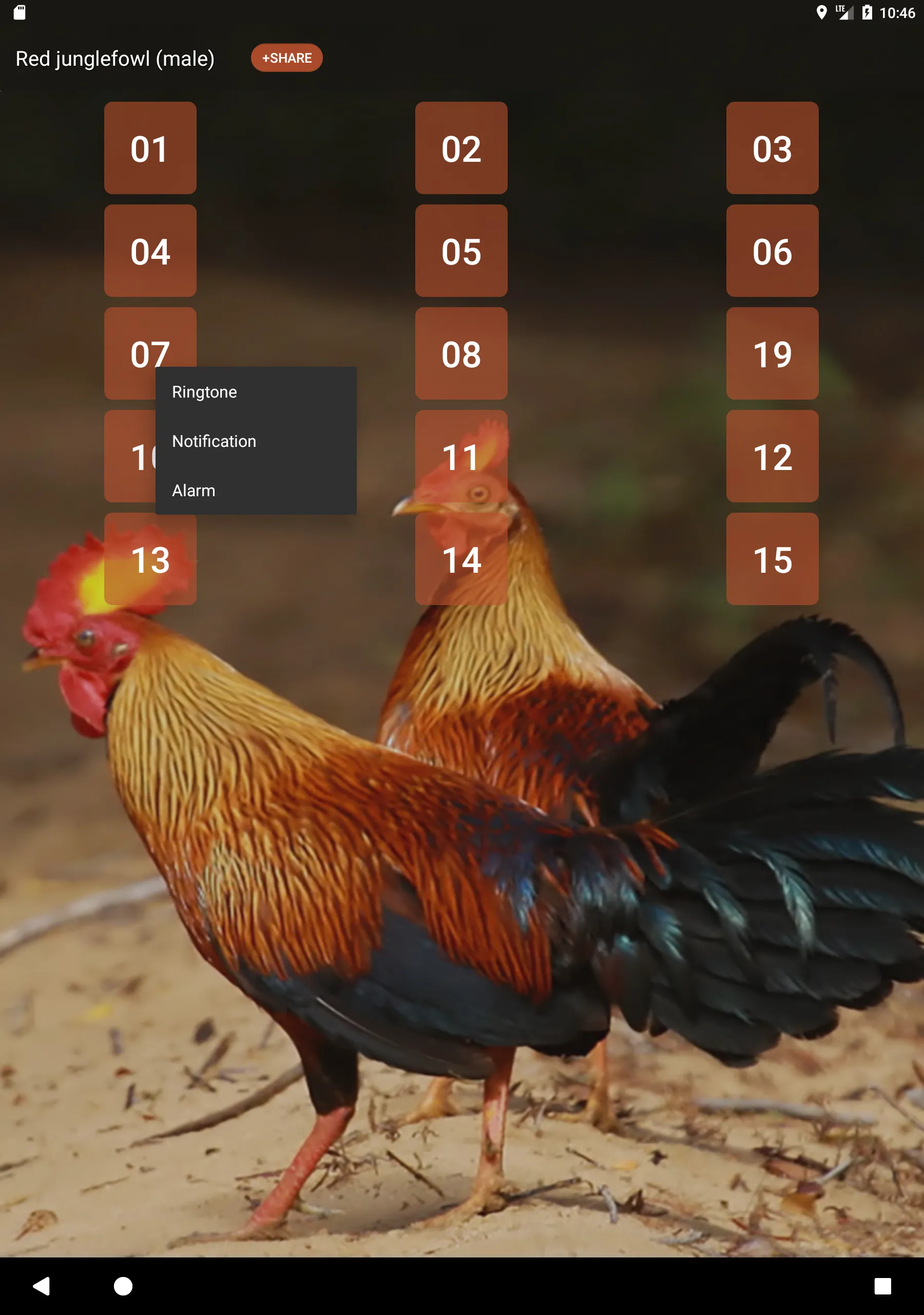 Red junglefowl | Indus Appstore | Screenshot