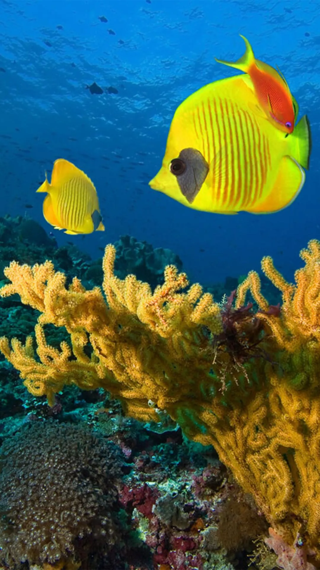 Photo In Water Live Wallpaper | Indus Appstore | Screenshot