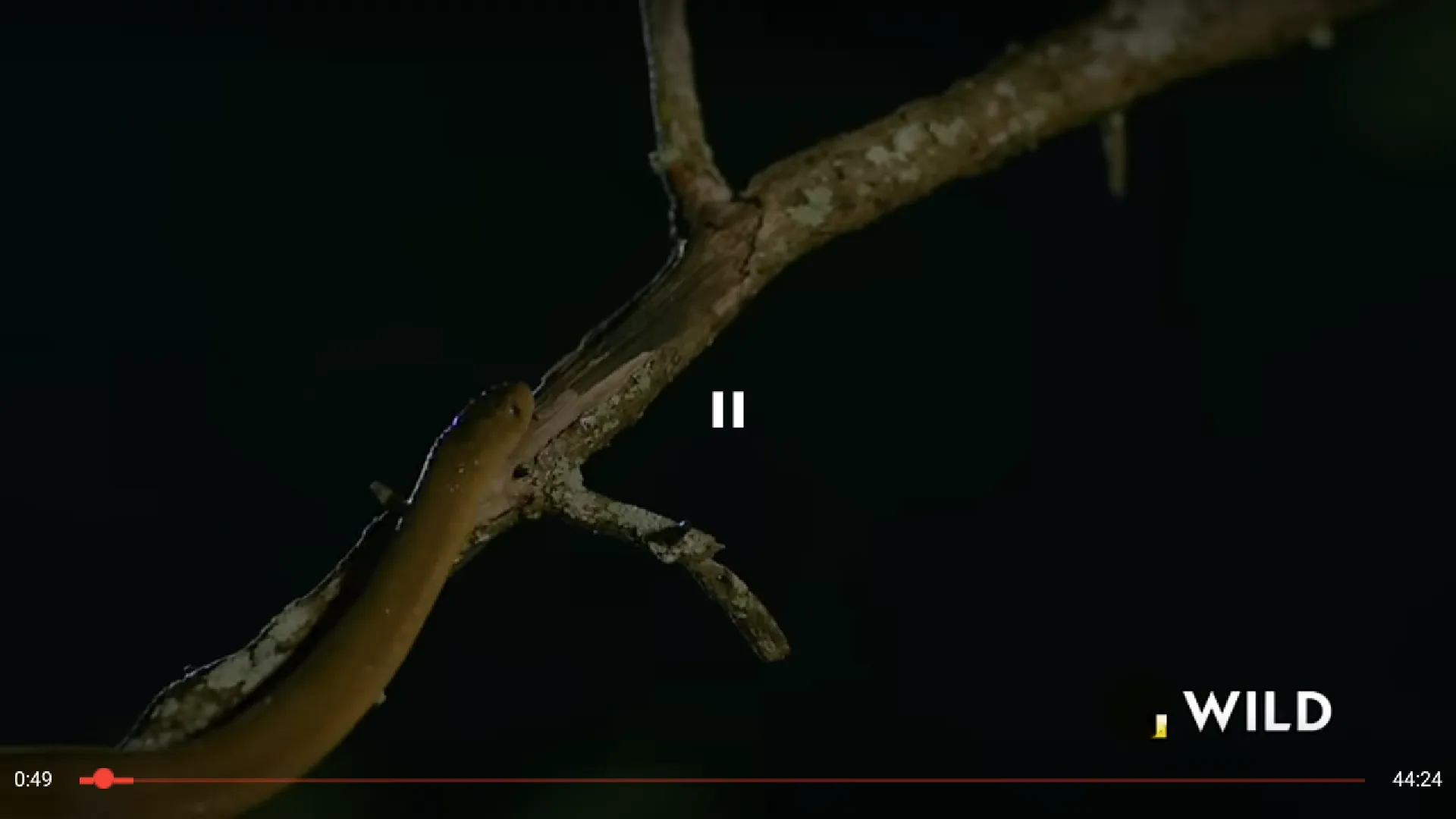 Fauna TV: NatGeo Wild HD | Indus Appstore | Screenshot