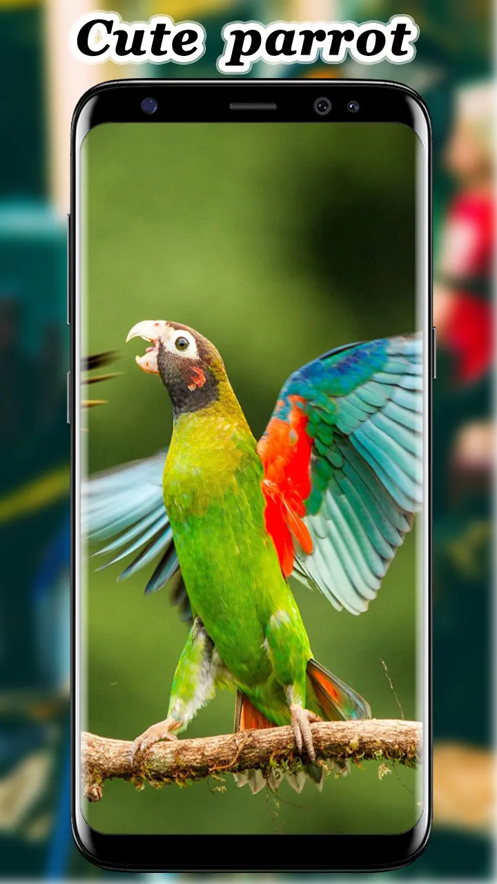 Cute Parrot Wallpaper | Indus Appstore | Screenshot