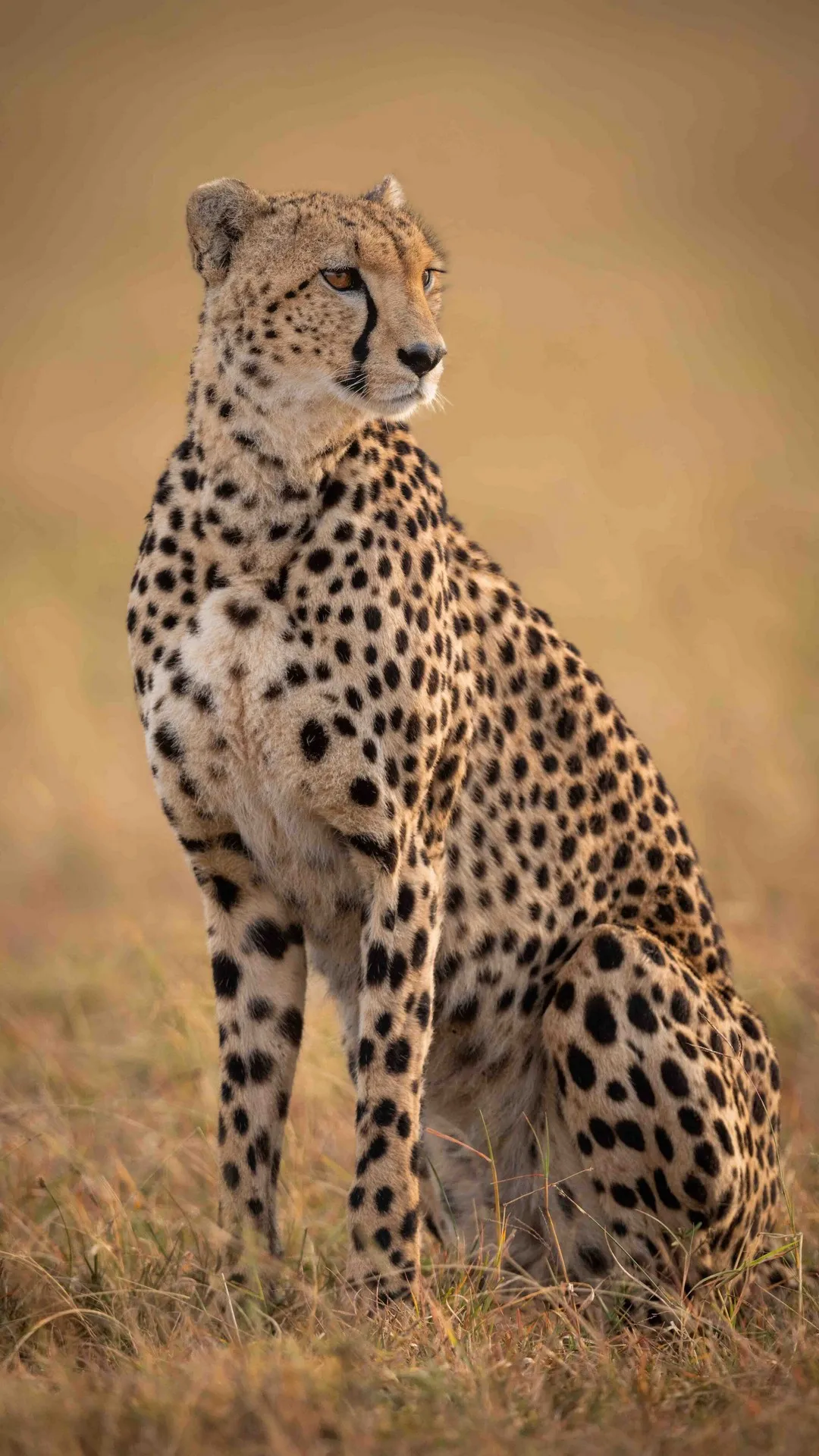 Cheetah Wallpapers | Indus Appstore | Screenshot