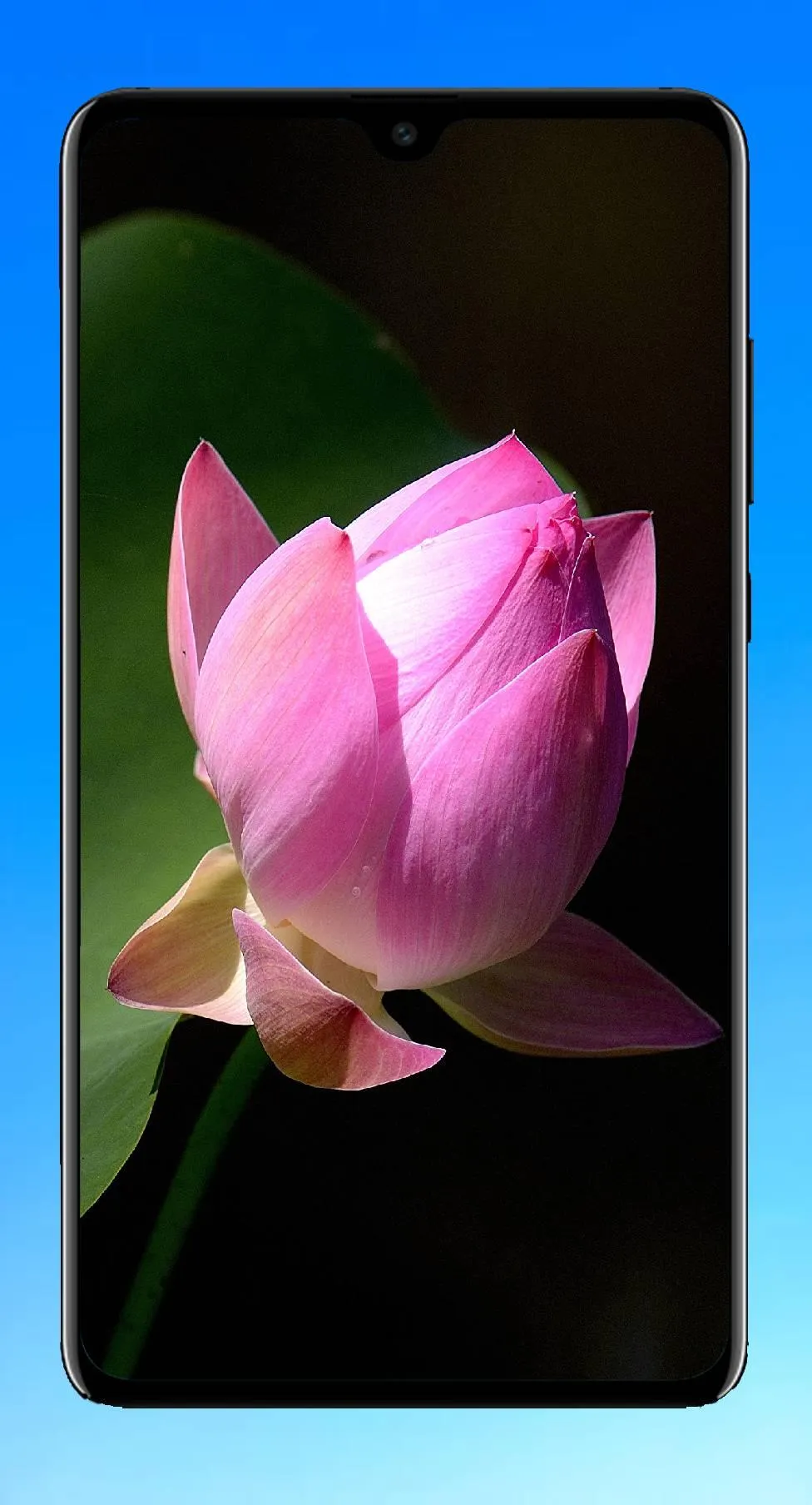 Lotus Wallpaper HD | Indus Appstore | Screenshot