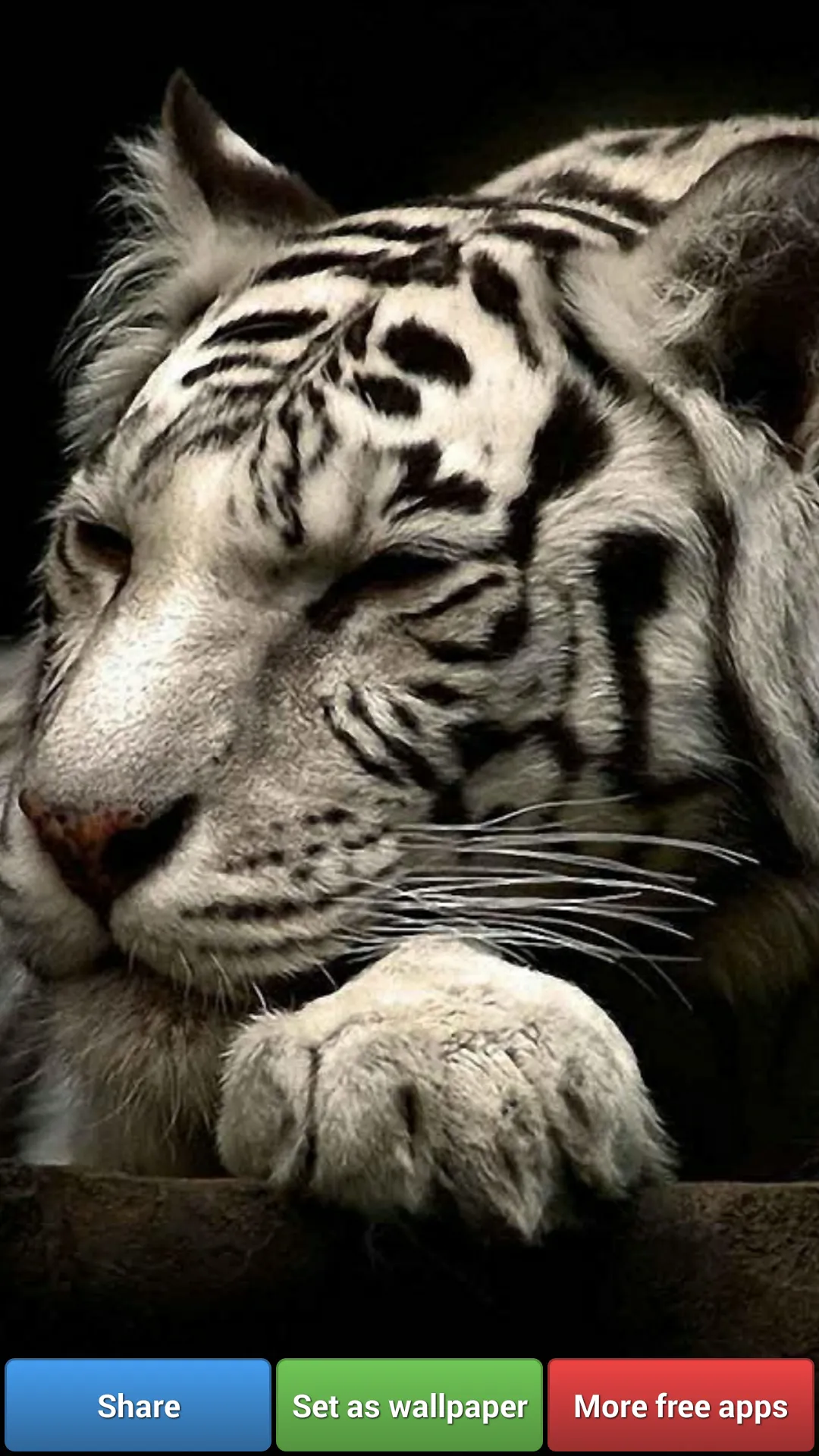 Big Cats HD Wallpapers | Indus Appstore | Screenshot