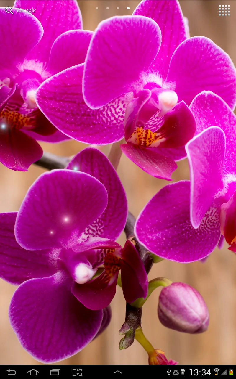 Orchids Wallpaper | Indus Appstore | Screenshot