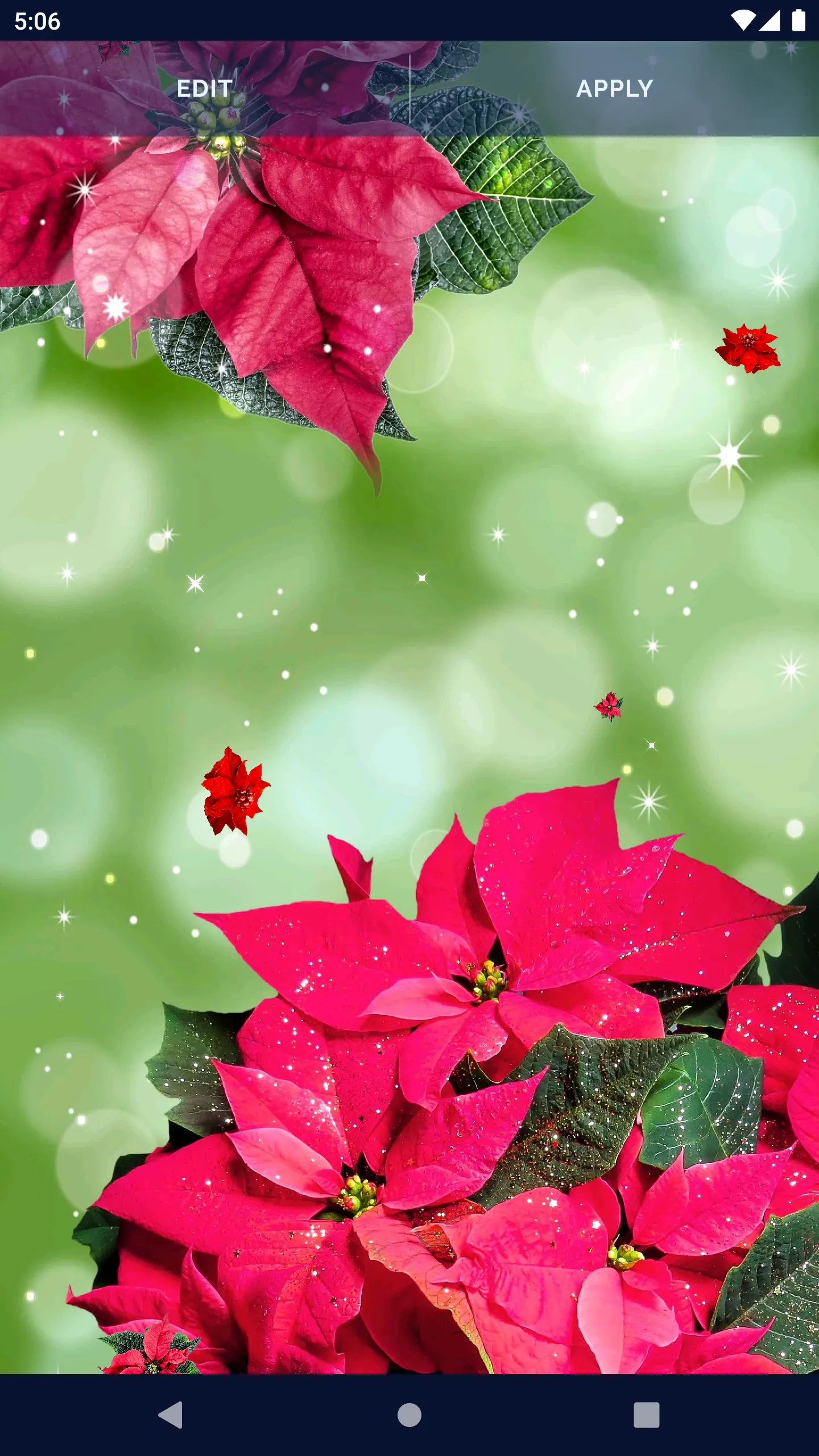 Poinsettia 4K Christmas Flower | Indus Appstore | Screenshot