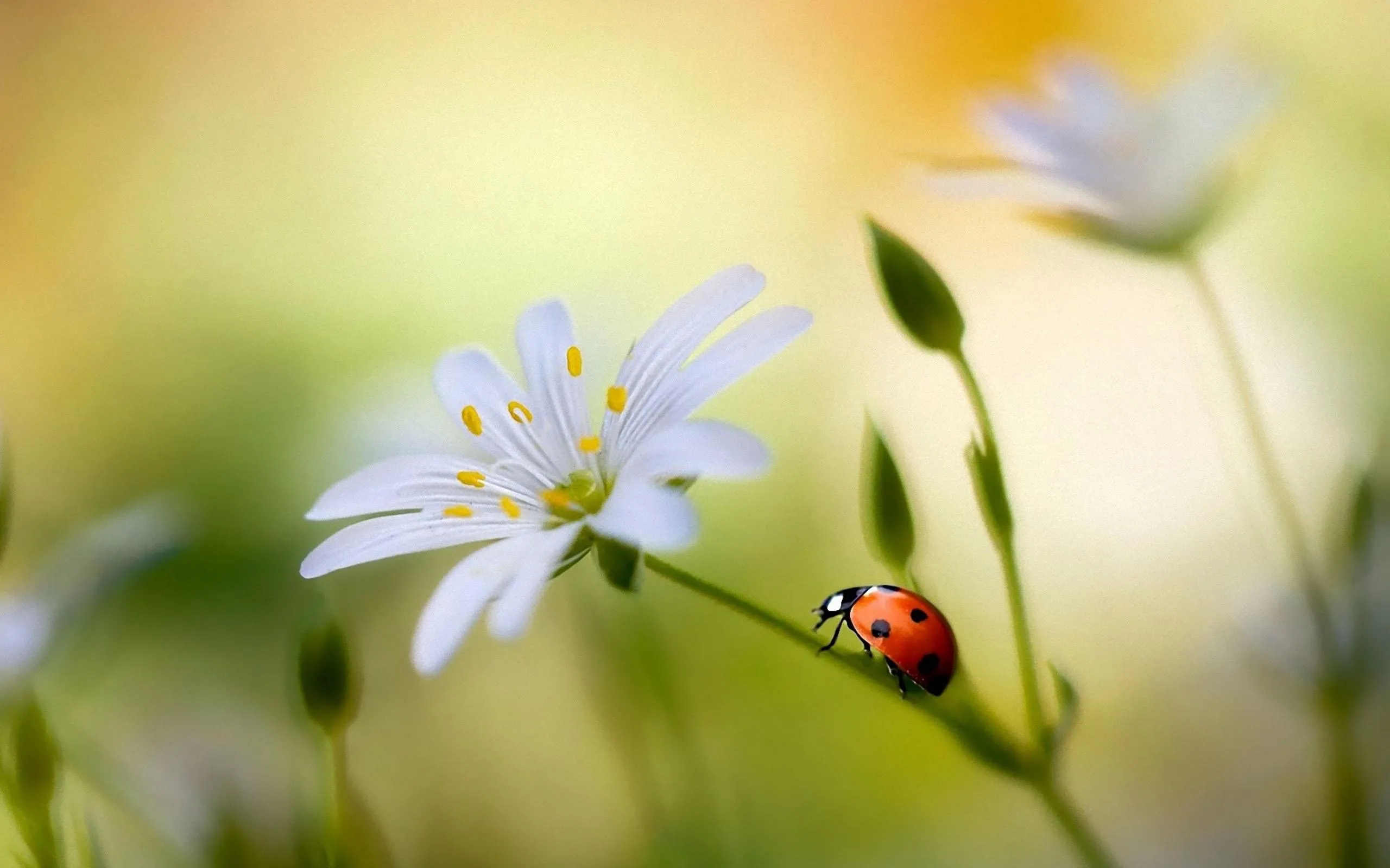 Ladybug Live Wallpaper | Indus Appstore | Screenshot