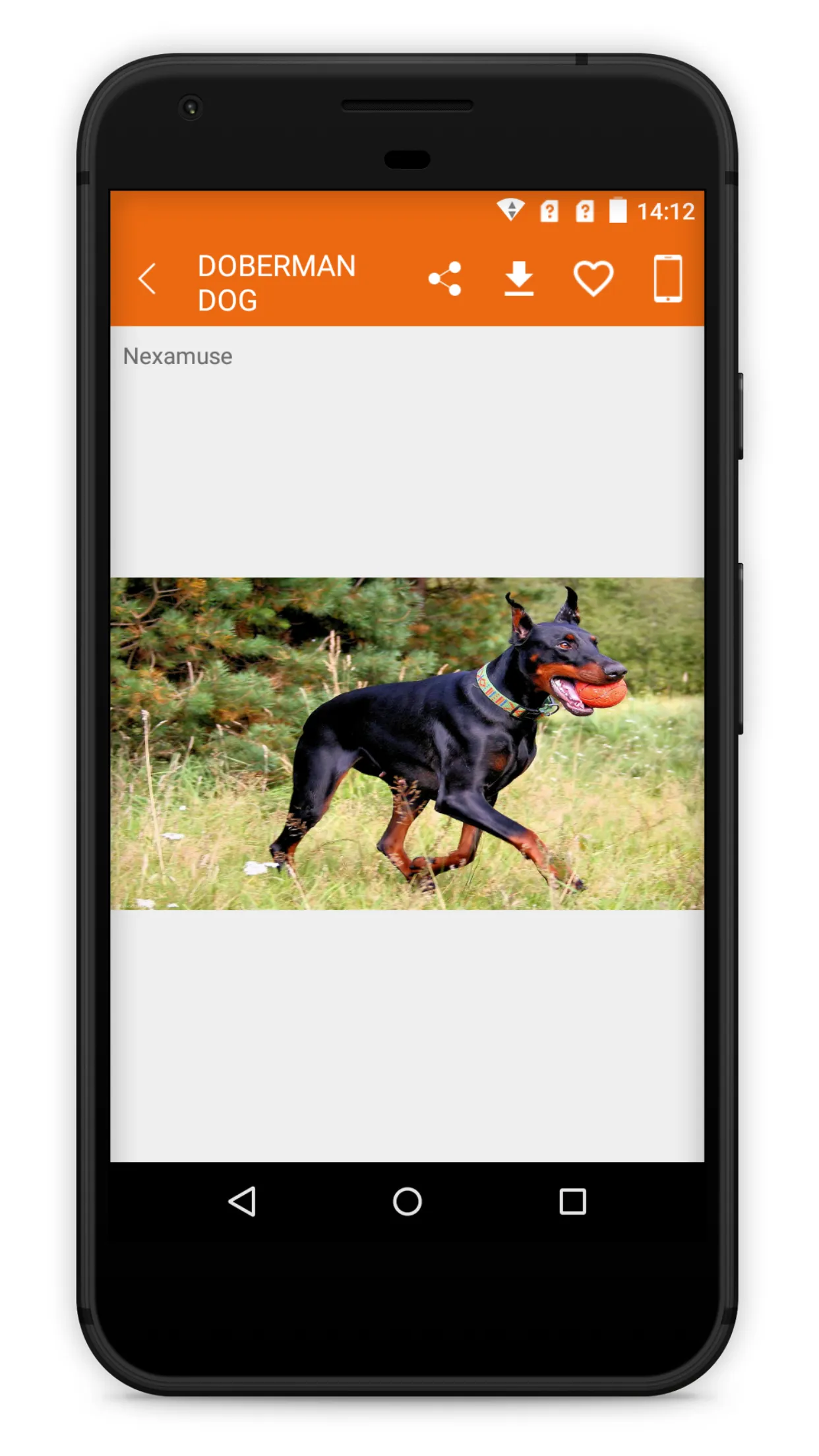 Doberman Dog Wallpaper HD | Indus Appstore | Screenshot