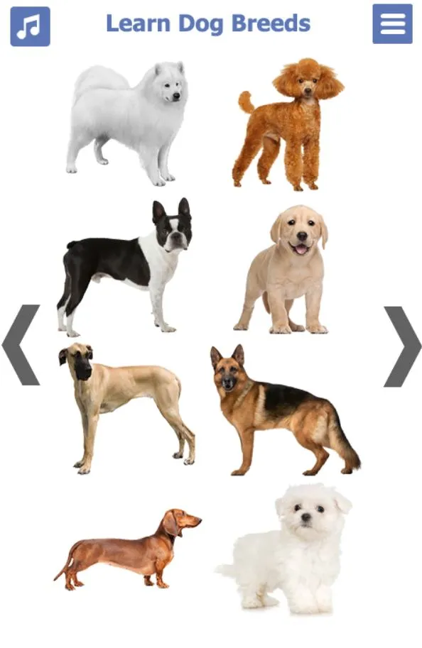 Dog Breeds | Golden Retriever  | Indus Appstore | Screenshot