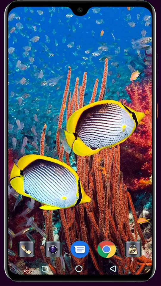 HD Fish Wallpaper | Indus Appstore | Screenshot