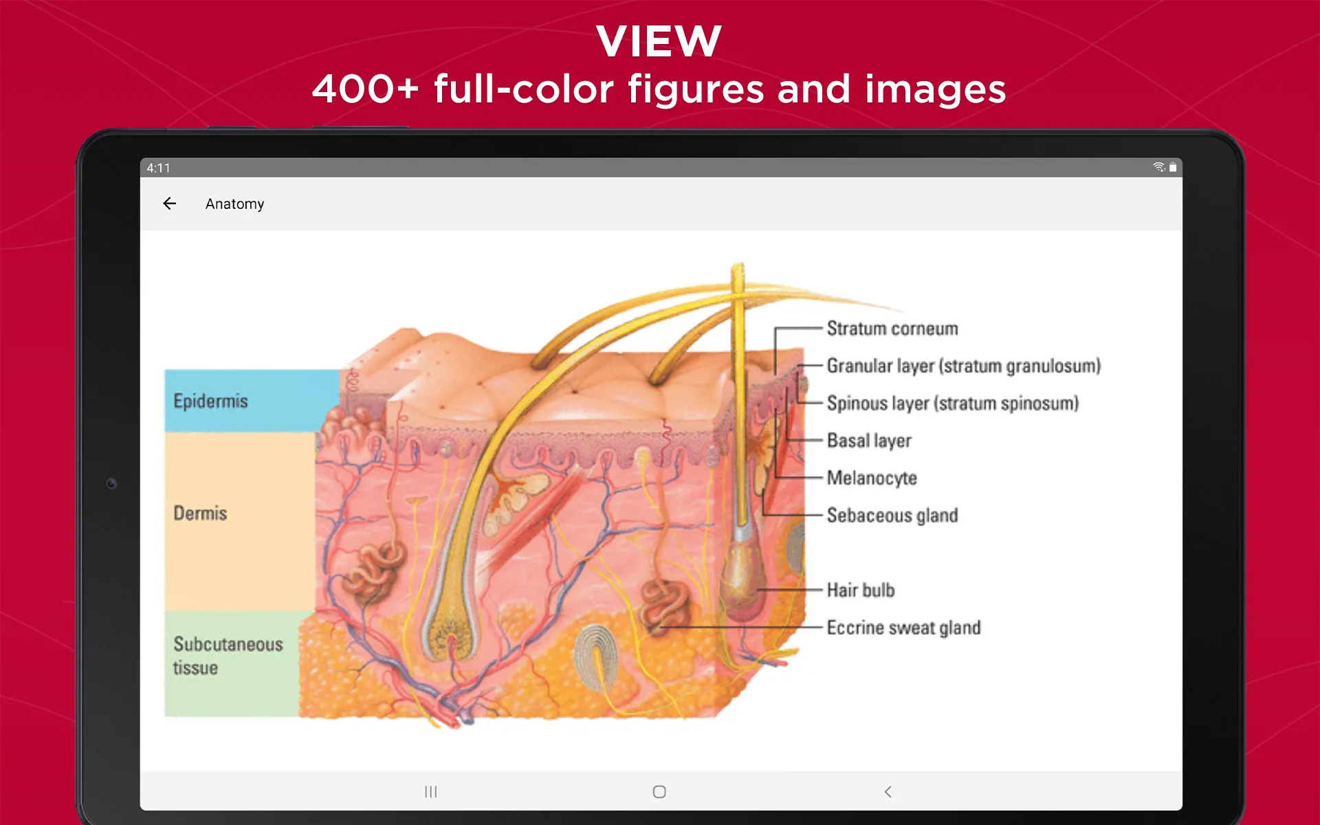 Anatomy & Physiology Made Easy | Indus Appstore | Screenshot