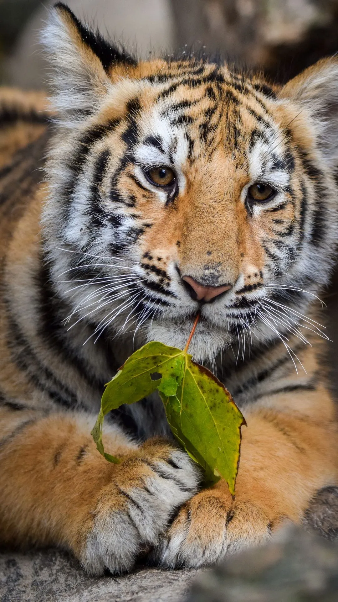 Tiger Wallpaper | Indus Appstore | Screenshot