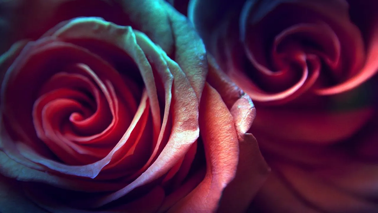 Rose Live Wallpaper | Indus Appstore | Screenshot