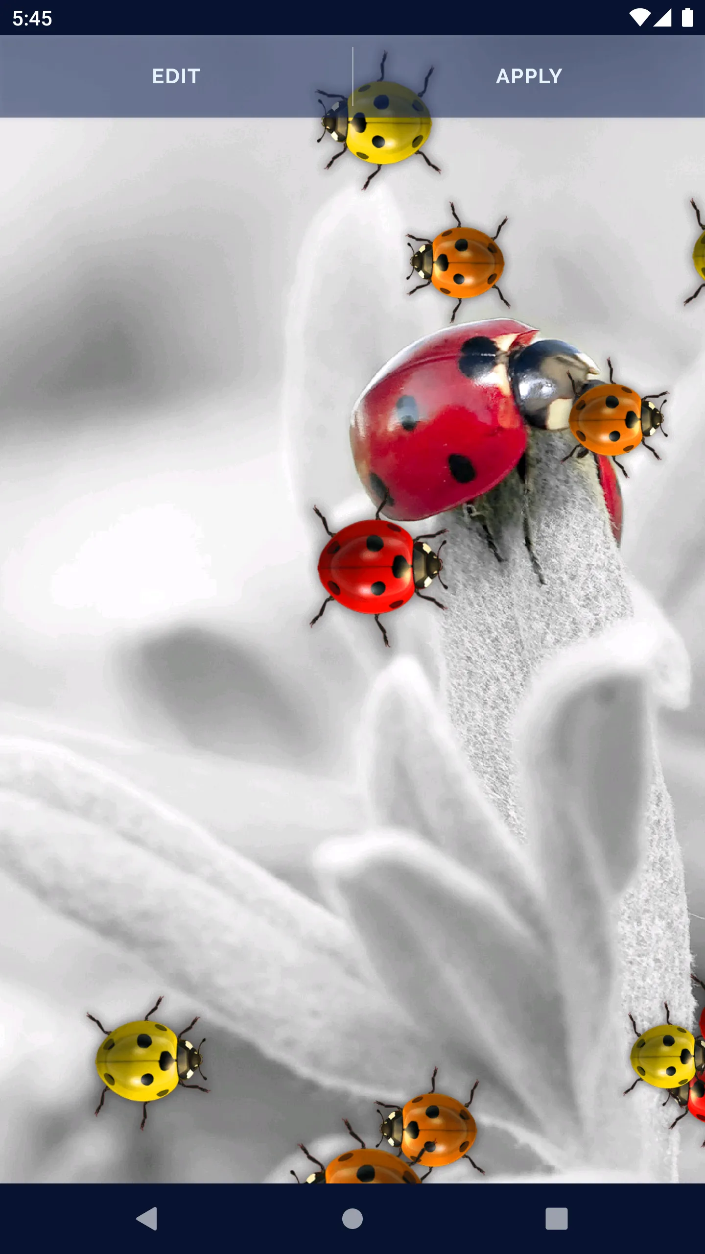 Cute Ladybug Live Wallpaper | Indus Appstore | Screenshot