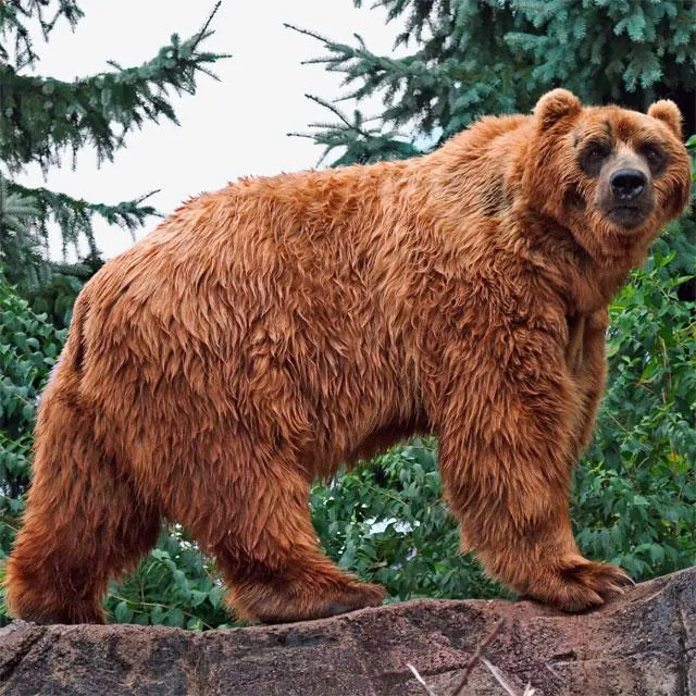 Bears Jigsaw Puzzles | Indus Appstore | Screenshot