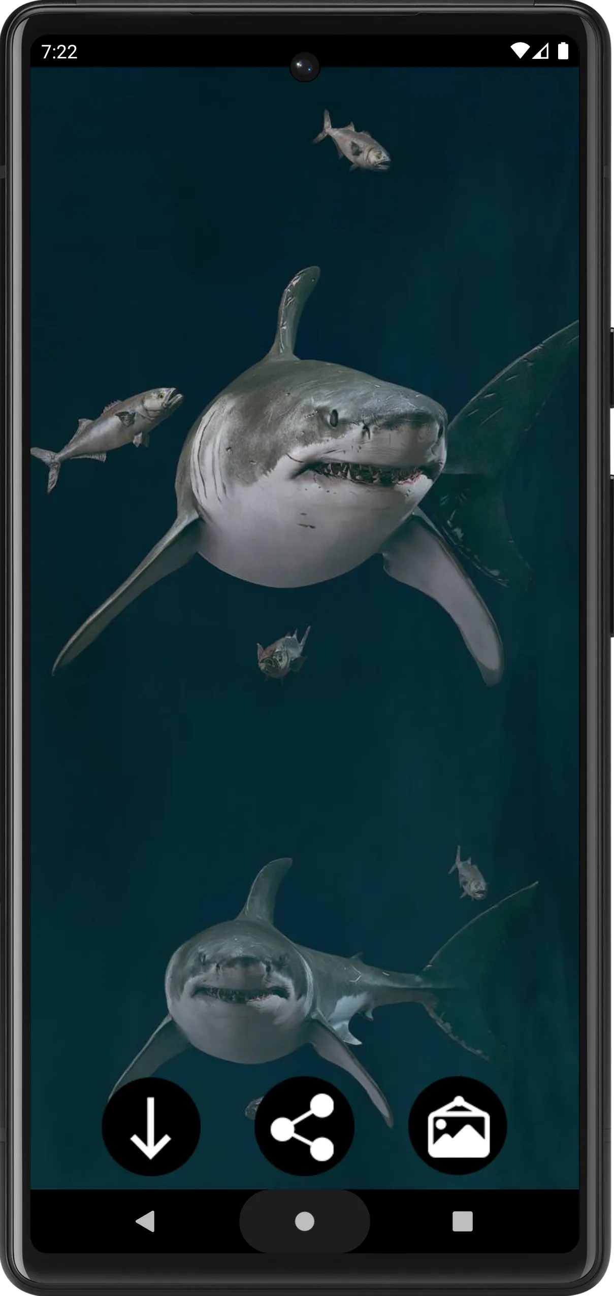 Shark Wallpapers | Indus Appstore | Screenshot