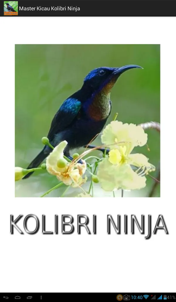 Master Kicau Kolibri Ninja | Indus Appstore | Screenshot