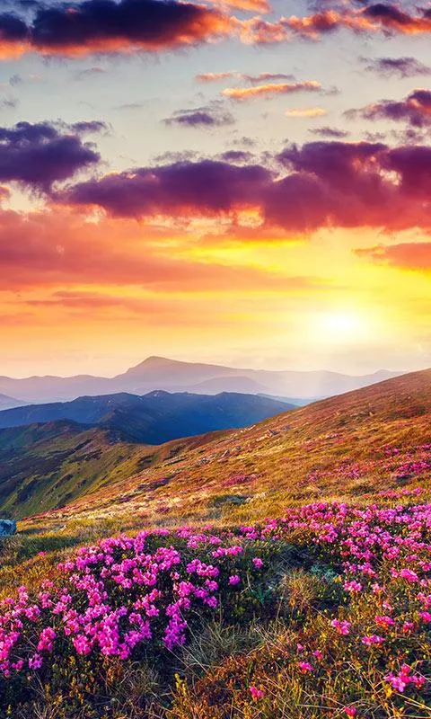 Mountain Flower Live Wallpaper | Indus Appstore | Screenshot