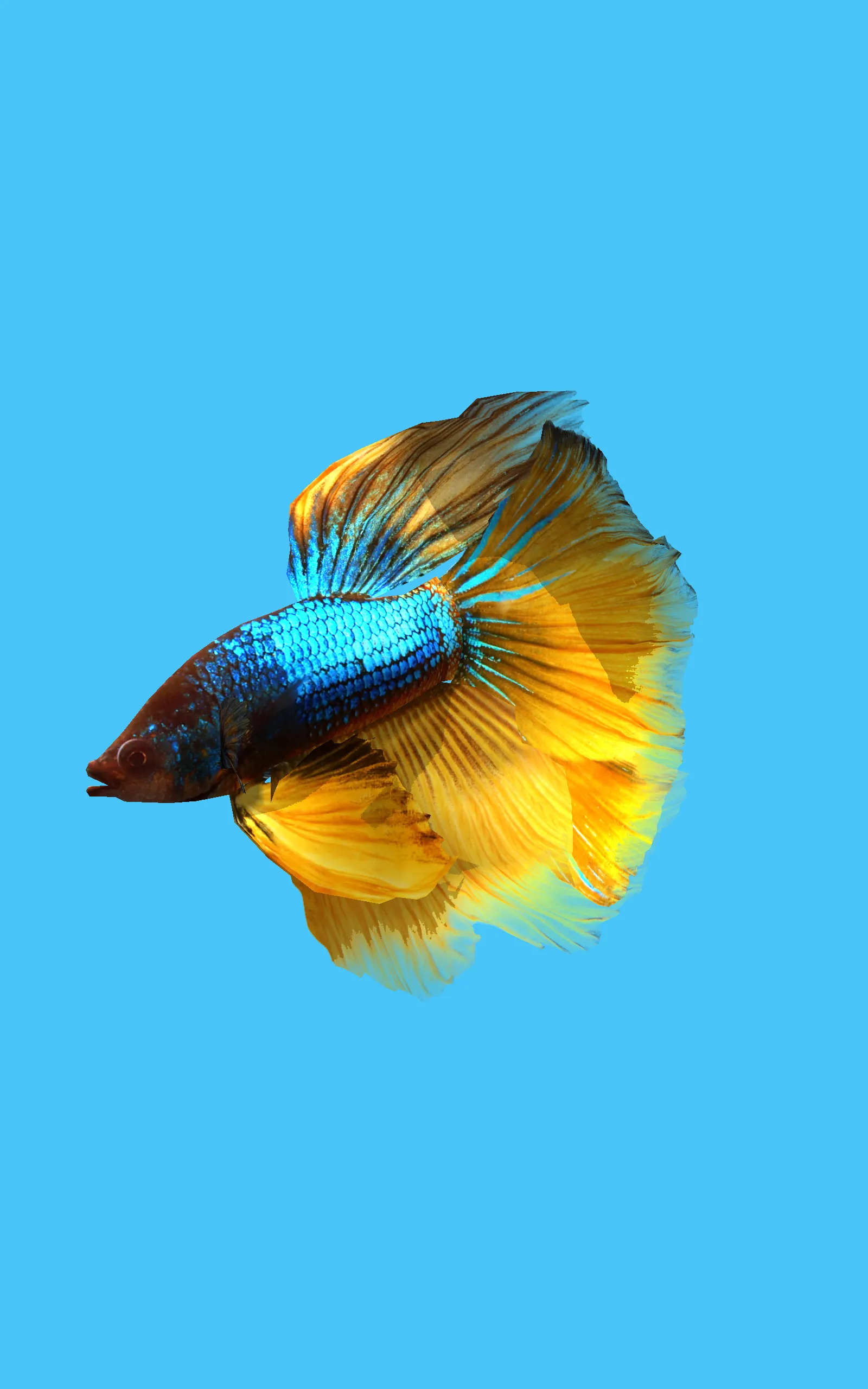 Betta Fish 3D Lite | Indus Appstore | Screenshot