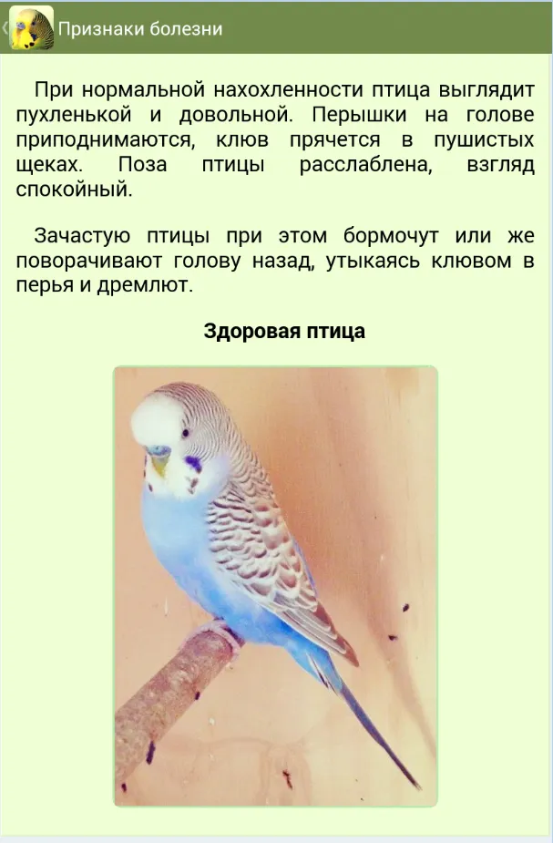 Parrots | Indus Appstore | Screenshot