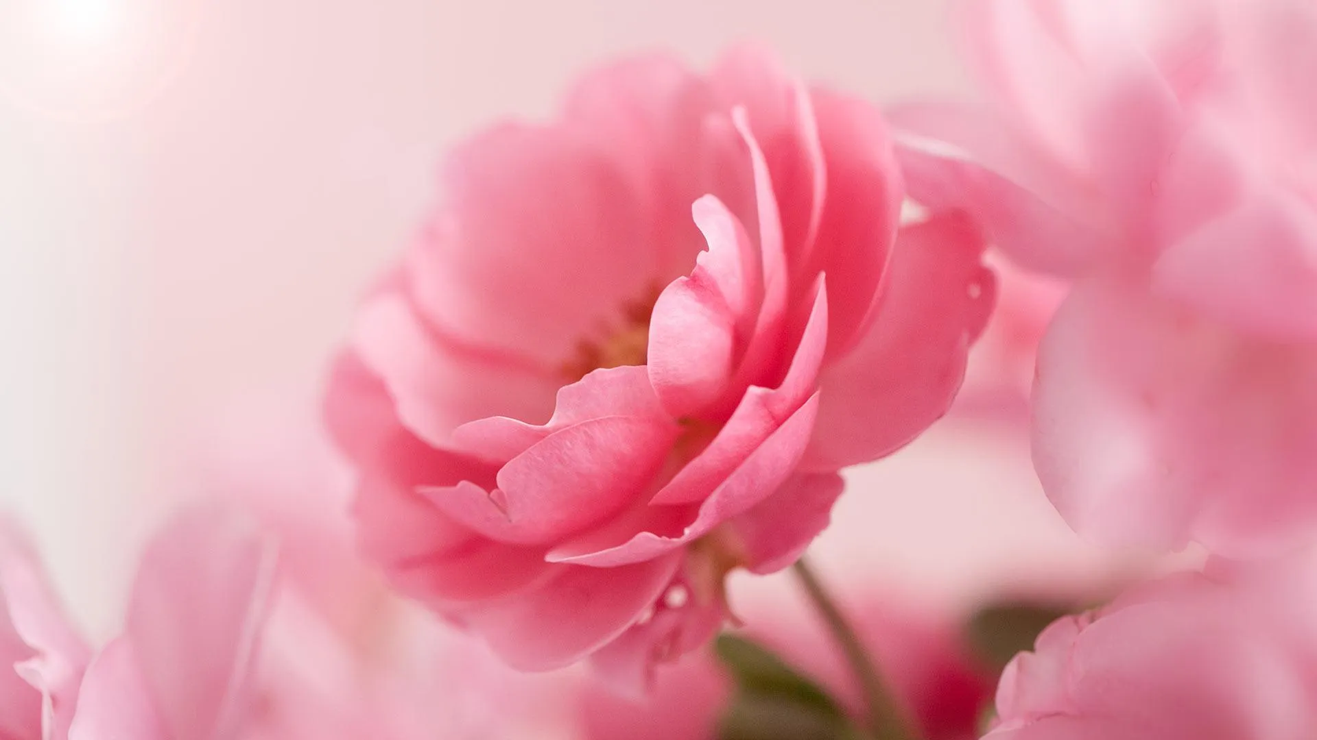 Pink Roses Live Wallpaper | Indus Appstore | Screenshot