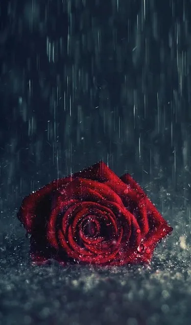 Red Rose Wallpapers | Indus Appstore | Screenshot