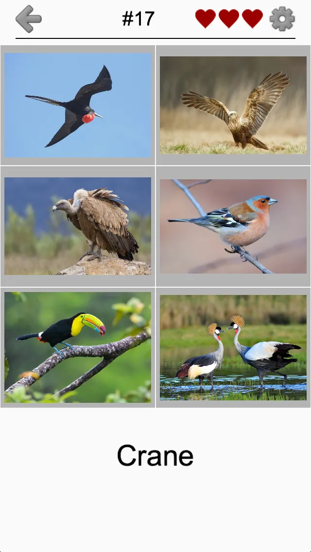 Bird World - Famous Birds Quiz | Indus Appstore | Screenshot