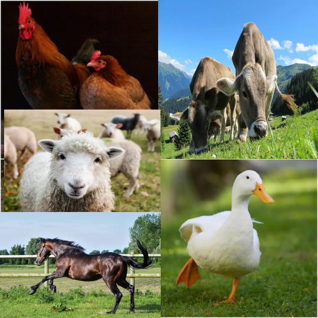 pets and farm animal sounds | Indus Appstore | Screenshot