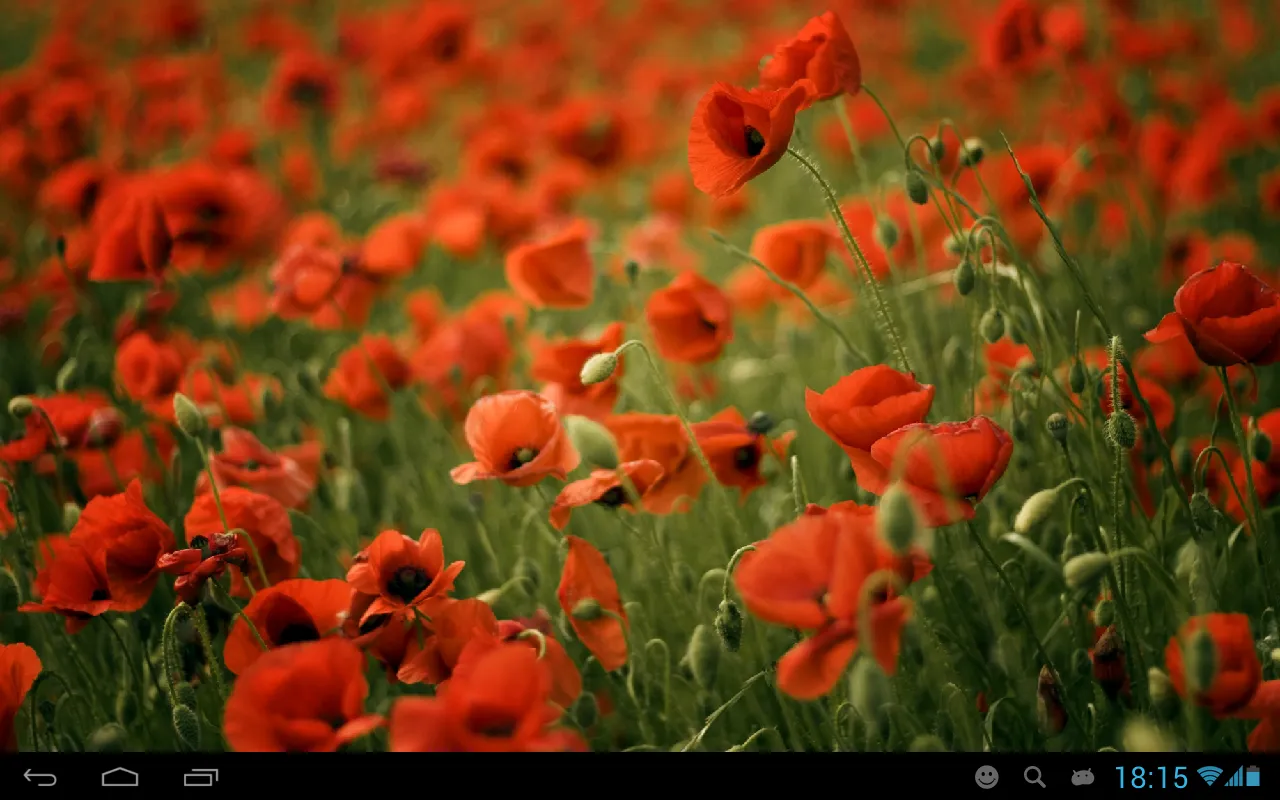 Poppies live wallpaper | Indus Appstore | Screenshot