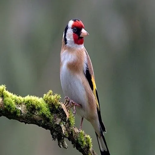 goldfinch | Indus Appstore | Screenshot