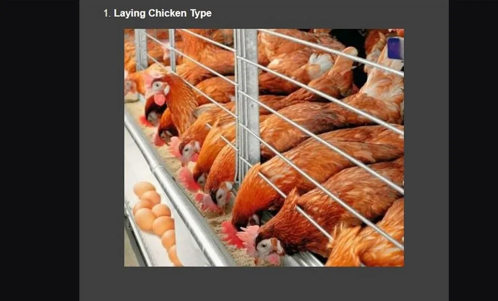 cultivation of laying hens | Indus Appstore | Screenshot