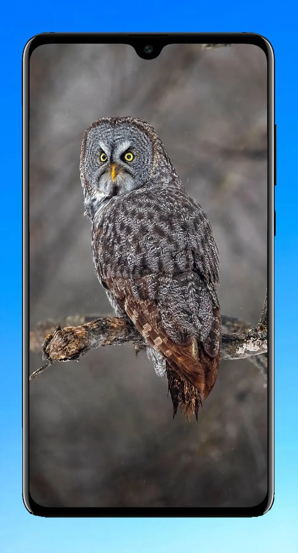 Owl Wallpaper 4K | Indus Appstore | Screenshot