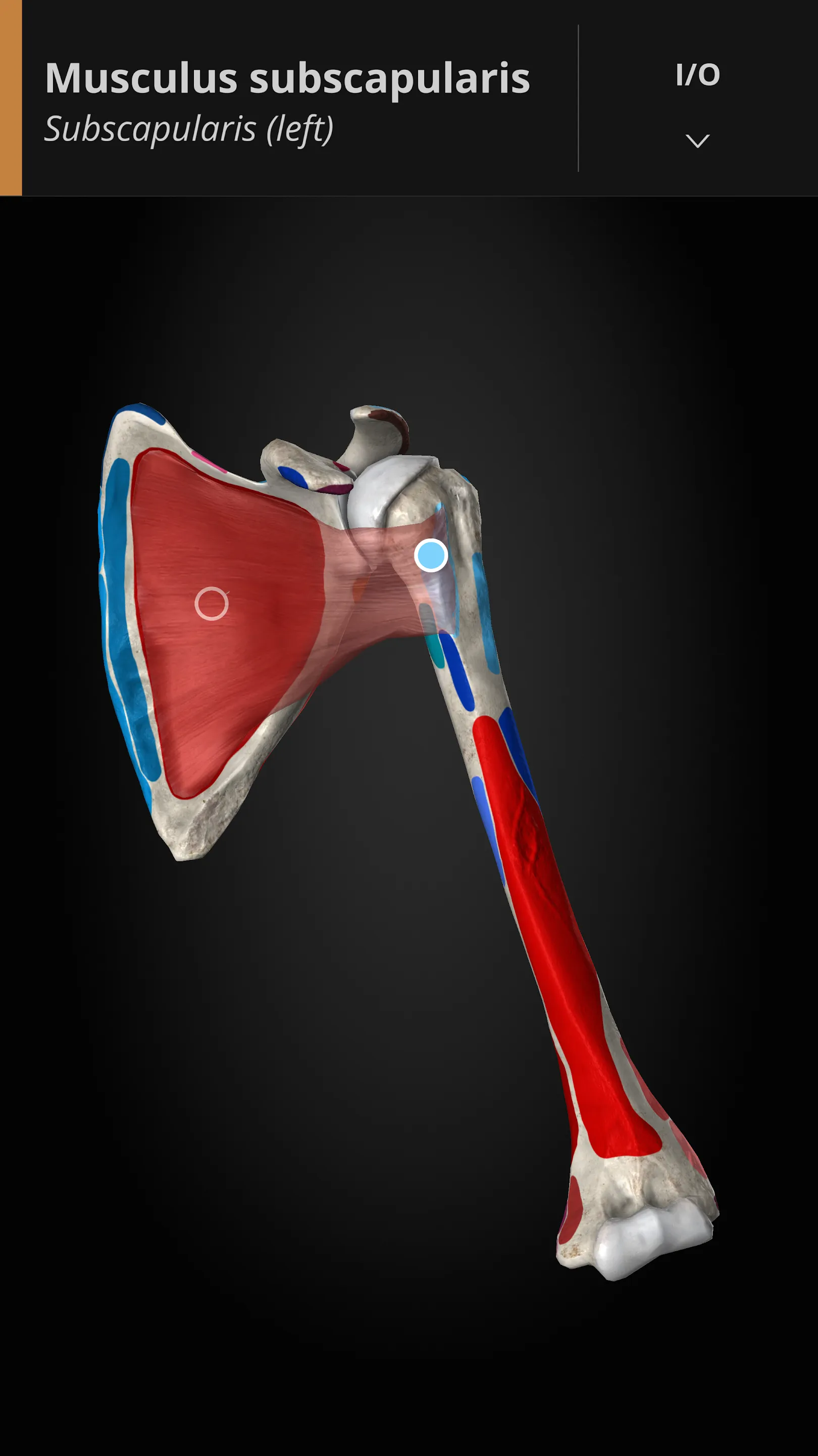 Anatomyka - 3D Anatomy Atlas | Indus Appstore | Screenshot