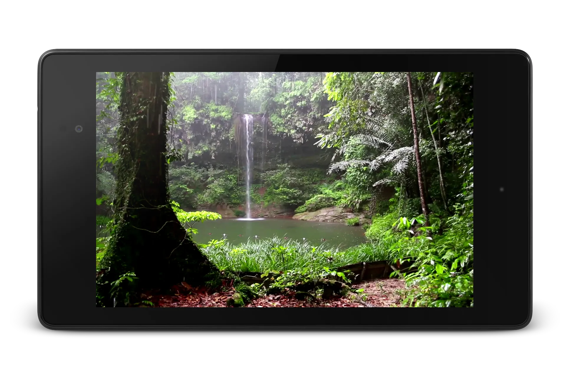 Tropical Rain Video Wallpaper | Indus Appstore | Screenshot