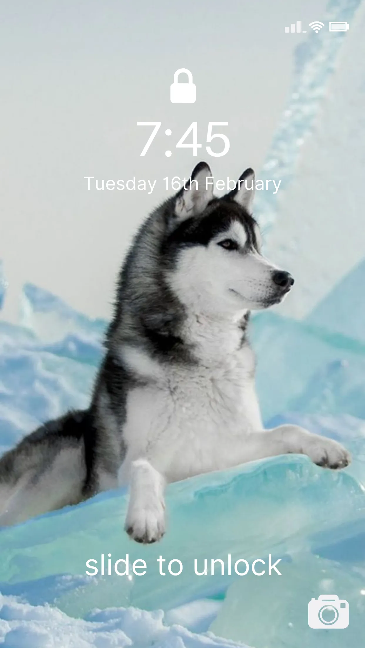 Cute Husky Wallpaper HD 4K | Indus Appstore | Screenshot